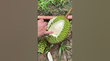 Giải Pháp Khắc Phục Khi Sầu Riêng Khi Bị Sượng Nước| Nông Nghiệp TKA