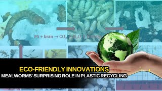 The Mealworm Miracle: A New Hope for Plastic Pollution #bgn #plastic