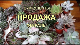 Суккуленты.  Продажа. Февраль.