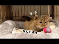 外に出始めたりんちゃんに初めてのおもちゃをプレゼントしてみました 651話