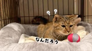 外に出始めたりんちゃんに初めてのおもちゃをプレゼントしてみました　651話