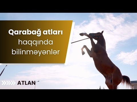 Qarabağ atları haqqında bilinməyənlər - ATLAN