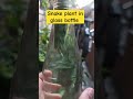 snake plant in glass bottle #snakeplant #gardenersgardening #gardeningvideos #gardenplants #gardern