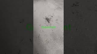 #Short #duet #insects #jimcorbettwildlifeandnatureview #funnyanimal #nature