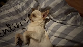 Orlando chilling! 4K - #Chihuahua #dog