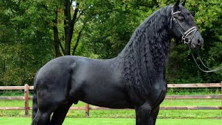 Black Horse 🐴