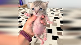 Tiniest Kitten Has Amazing Transformation After Got Rescue