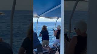 Maui whales