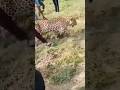 Drunk Tiger | Cheetah Found Drunk After Drinking Sharab (Beer) from Beer Making Factory in India