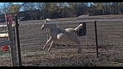 Horse Spooks when sees Amputee Cyclist Aaron Smith in Gainesville, TX.