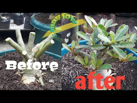 Adenium Anda Ingin Seperti Pohon Bringin Ini Tipsnya Youtube