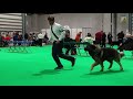 Crufts 2019 Estrela Mountain Dog Open Dog Class の動画、YouTube動画。
