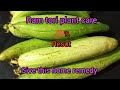 Care ramtori plant with home made fertilizer ramtoree organickitchengarden