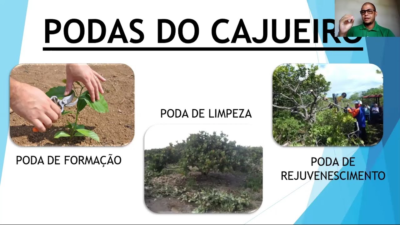 Parte 2.  Poda do Cajueiro