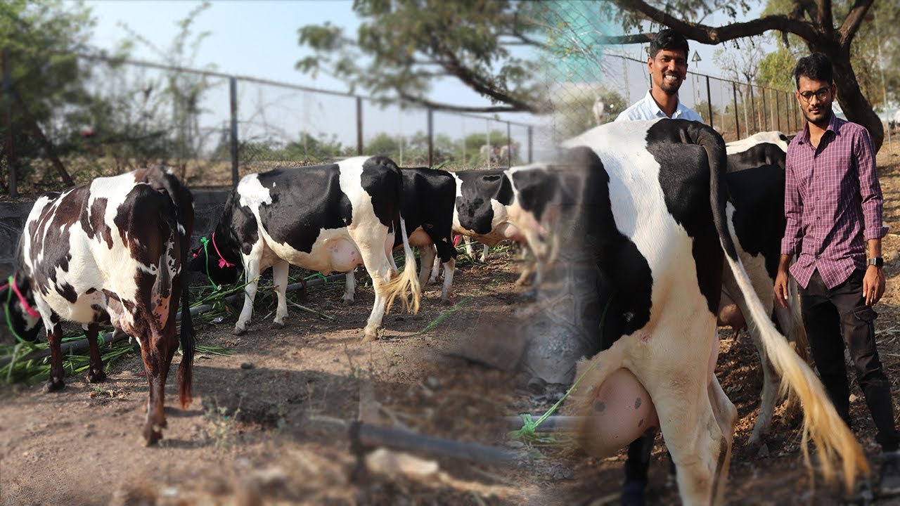 लोणी मार्केट येथील गाईंच्या किंमती ! Loni Cow market Maharashtra | Dairy farming Hf Cow Market