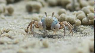 True Facts  The Sand Bubbler Crab  Истинные Факты Песчаный Барботер Краб Resimi
