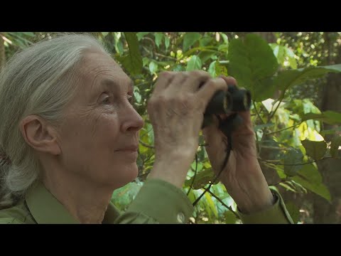 Jane Goodall Institute-U.S. and Bezos Earth Fund Join Forces to Further Conservation in the Congo Basin