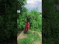 Murali Tiriri By Krishna Bhakta Rai Ritishma Limbu Ft Alish Rai Soniya Limbu Umesh Rai New Purbeli Murali Tiriri By Krishna Bhakta Rai Ritishma Limbu Ft Alish Rai Soniya Limbu Umesh Rai New Purbeli
