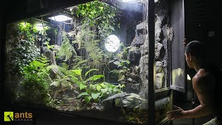 Thumbnail for Journey Into My Giant Rainforest Vivarium