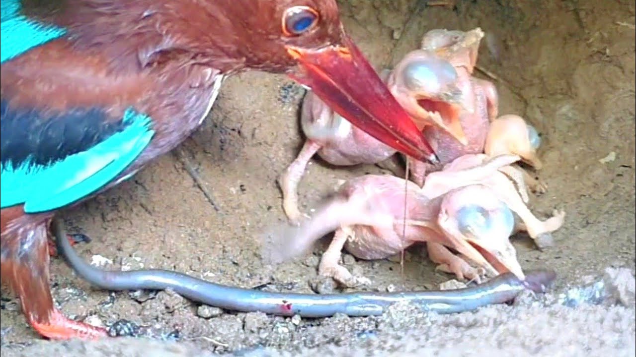 MAKANAN TIDAK MASUK DI AKAL ANAK TENGKEK MASIH BALITA