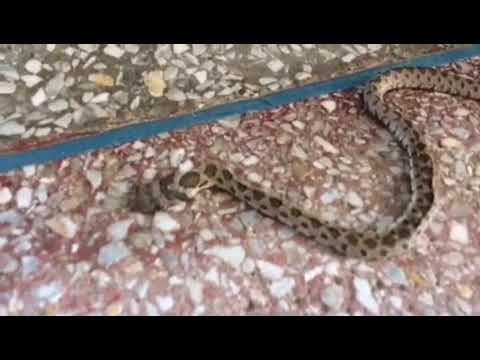 Vidéo: Garder Un Serpent à Motifs à La Maison