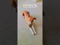 Viral finally || Bebypetlover ke funny shots 😂 #youtubeshorts #dog #funny #shorts #trending
