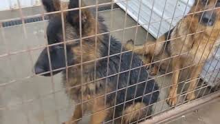 Watchman German Shepherd Kennel Update