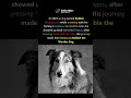 A Dog disappeared while traveling with his family and returned after six months #viral #shorts