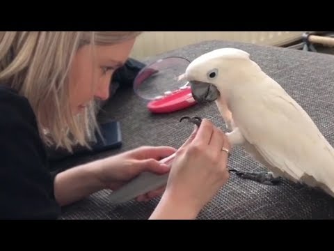 cockatoo-getting-his-nails-done