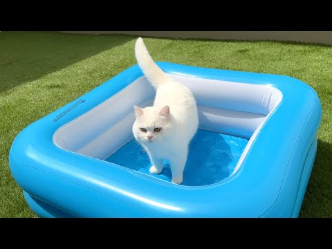 うちの猫ぶーちゃんです　 ねこのぶーちゃん×もにまるず【倉庫発送】 - アトリエぶー BOOTH