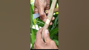 Mango tree grafting   Process explained