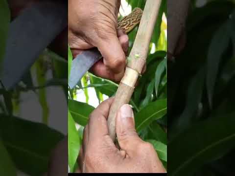 Video: Vermeerdering van mangobomen: leer meer over het enten van mangobomen