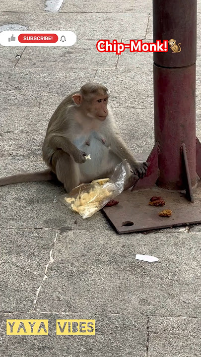#MonkeyEatingJunkFoods!🐒 #Funny #Viral #Trending #Yayavibes #Shorts
