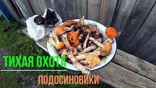 Тихая охота / Подосиновики / Ем жареные грибы