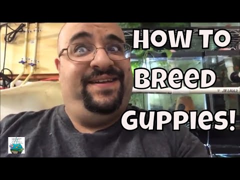 How to Breed