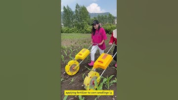 applying fertilizer to corn seedlings 🌽