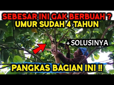 Video: Haruskah Anda mengecat pohon setelah dipangkas?