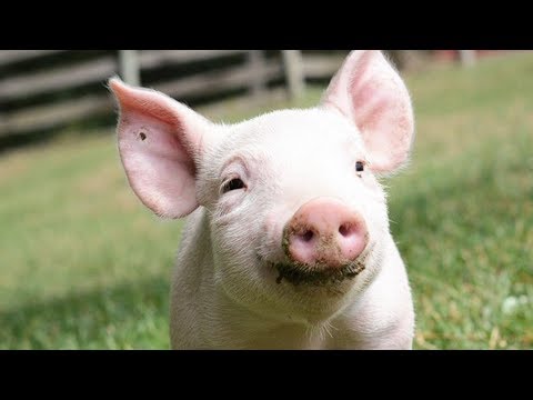 Brave Beautiful Animals - Sam Garrett (Video by Humane Hancock)