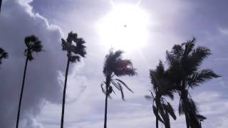 Royalty FREE Palm trees blowing in the wind Video