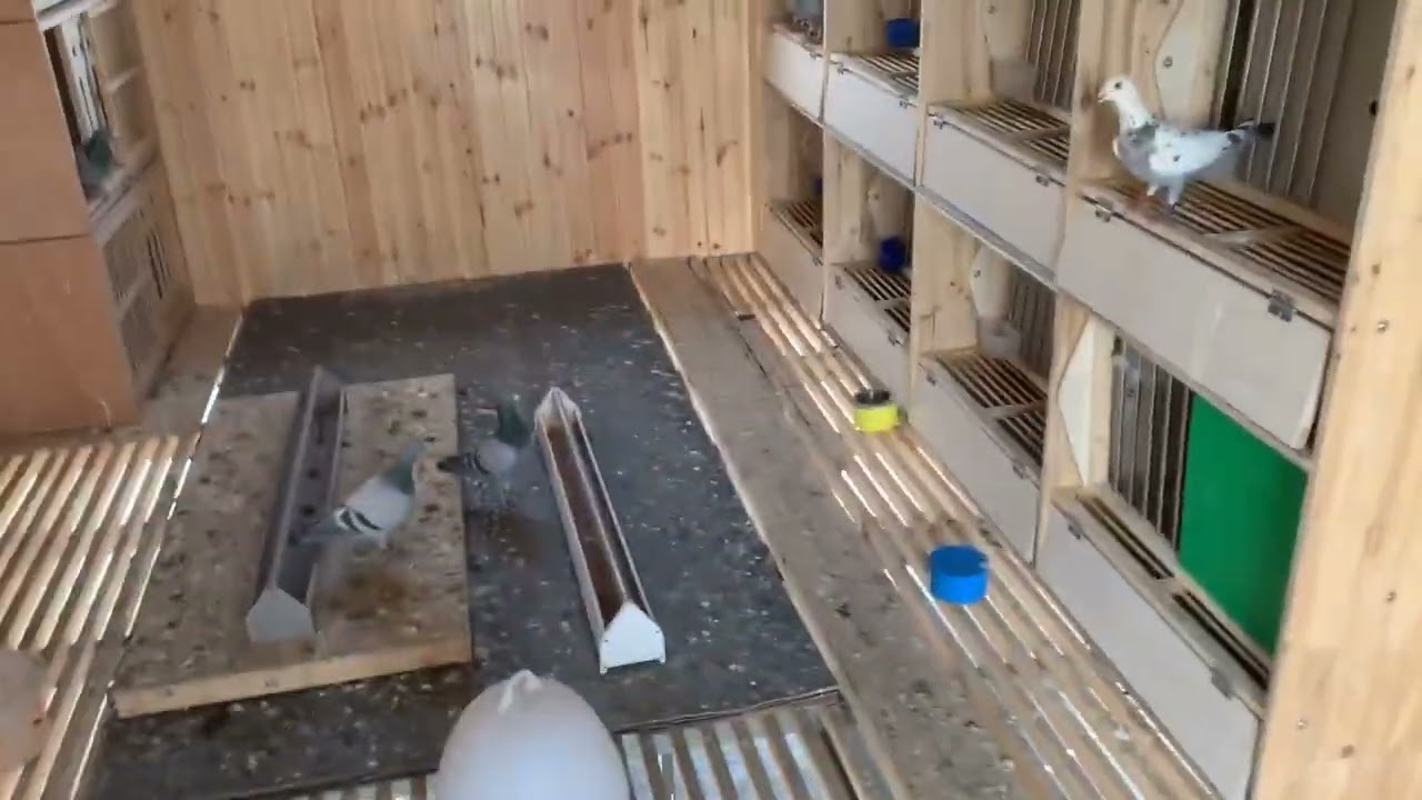 小伙花20万买只信鸽住二层别墅，吃进口粮食，比赛一次就赢2万！