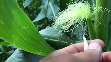 How Corn Pollination Works