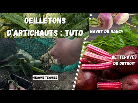 Vidéo YouTube