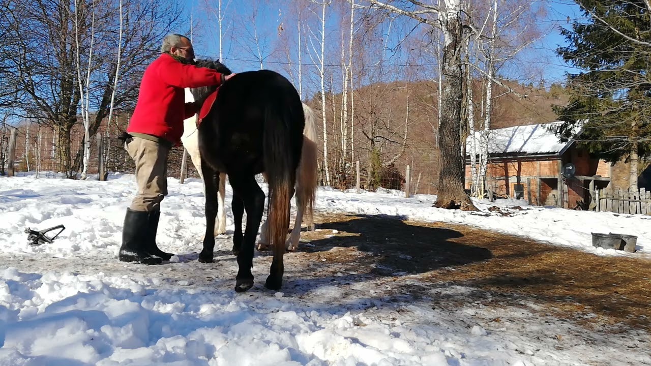 Preparing a young stallion for riding, natural horsemanship step 2