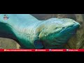 மின்சாரத்தை உற்பத்தி செய்யும் வினோத மீன்!! (தமிழ்) | Electric eel Fish in Tamil | Ariviyal Tamil