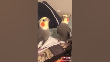 Thumbnail of Cockatiels Singing Nonstop!