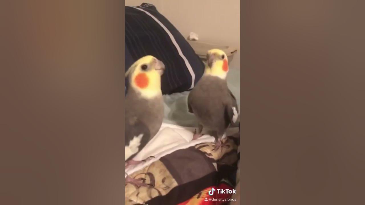 Cockatiels Singing Nonstop!