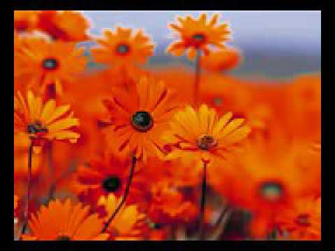 نور حياتك بالهدا واسلك طريق التائبين 