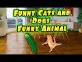 Funny Cats and Dogs   Funny #animals