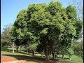 فاكهة الصحراء شجرة الزام ||  Syzygium cumin