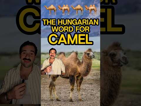 Why the Hungarian Word for “Camel” is So Cool